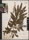 Foto von Salix cinerea L. x Salix viminalis L.